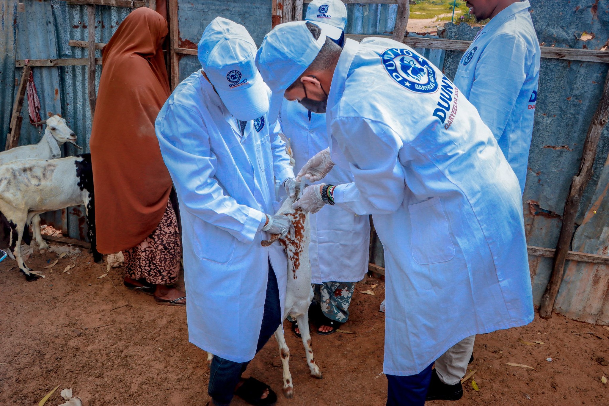 Veterinary professionals caring for livestock